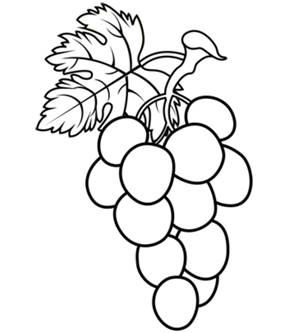 Картинки по запросу виноград рисунок карандашом