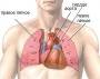 heart_anatomy1