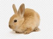 https://w7.pngwing.com/pngs/636/437/png-transparent-european-rabbit-domestic-rabbit-cruelty-free-pet-zajaczek-mammal-tiger-cosmetics.png