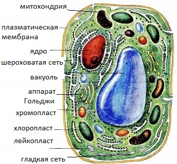 Рисунок растительной клетки с обозначениями