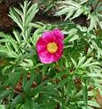 Paeonia anomala riu orkhon.jpg