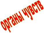 органы чувств