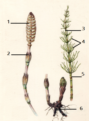 Equisetum_arvense171111.png