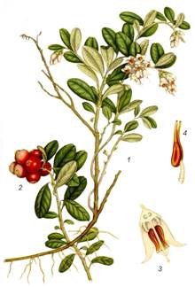 Брусника Vaccinium vitis-idaea
