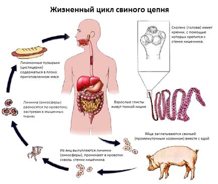 Картинки по запросу "циклы паразитических червей"