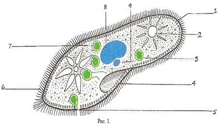 Лабораторная работа исследование строения инфузории