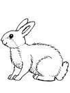 раскраска заяц для детей бесплатно распечатать