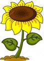 https://st.depositphotos.com/1005716/2643/v/950/depositphotos_26431471-stock-illustration-sunflower.jpg