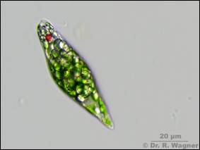 https://www.mikroskopie-forum.de/pictures001/9179_32603542.jpg