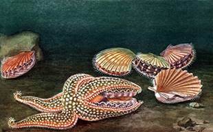 Охота морской звезды за гребешками :: Кондаков Николай Николаевич