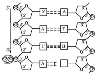 Синтез молекулы РНК на матричной нити ДНК