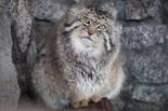 http://www.nexplorer.ru/load/Image/1113/manul_1.jpg