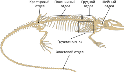 Строение скелета ящерицы пресмыкающихся. Скелет пресмыкающихся 7 класс биология. Опорно двигательная система пресмыкающихся. Опорнодвигательная система пресмыкающихся.