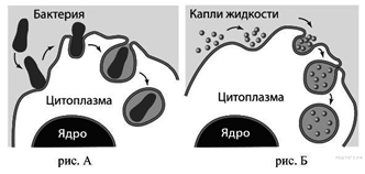 http://bio.reshuege.ru/get_file?id=8429