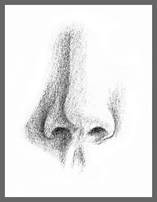 http://www.tutorializing.com/images/tutorials/design/pencil_art/02_12/portrait_draw/nose_2.jpg