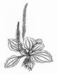 http://plantlife.ru/books/item/f00/s00/z0000014/pic/000051.jpg
