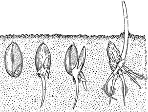 http://scilib-biology.narod.ru/Agronomy/images/077.gif