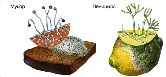 https://datchnik.ru/wp-content/uploads/1/6/1/161ff4f03462a3ce85973cbb79a4cdc5.jpeg