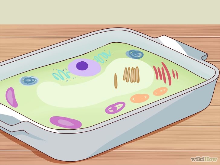 Изображение с названием Build 3D Models of Animal and Plant Cells Step 8