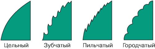 Край различный. Форма края листа (цельный, зубчатый, пильчатый, городчатый). Городчатый край листа. Край листа (цельный, пильчатый, зубчатый, городчатый, выемчатый и т.д.). Различные формы края листьев биология 6 класс.