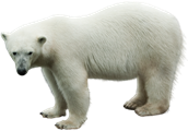 Polar_Bears_37.png