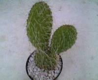 opuntia leucotricha