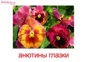 ÐšÐ°Ñ€Ñ‚Ð¸Ð½ÐºÐ¸ Ð¿Ð¾ Ð·Ð°Ð¿Ñ€Ð¾ÑÑƒ Ñ†Ð²ÐµÑ‚Ñ‹ Ð°Ð½ÑŽÑ‚Ð¸Ð½Ñ‹ Ð³Ð»Ð°Ð·ÐºÐ¸ Ð´Ð»Ñ Ð´ÐµÑ‚ÐµÐ¹ Ñ„Ð¾Ñ‚Ð¾