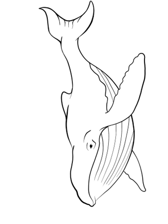 Картинки по запросу кит рисунок карандашом