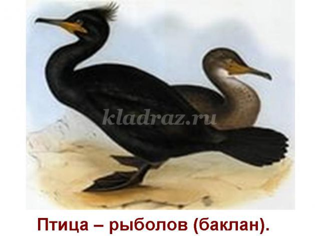 https://kladraz.ru/upload/blogs/2501_e791ca0fca7ca0d55a9f18064293f97a.jpg