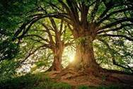 Почему деревья так важны для окружающей среды: 6 основных причин |  Postfuctum.info