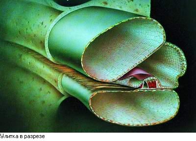 Основы психоакустики (Интересные особенности психоакустики)