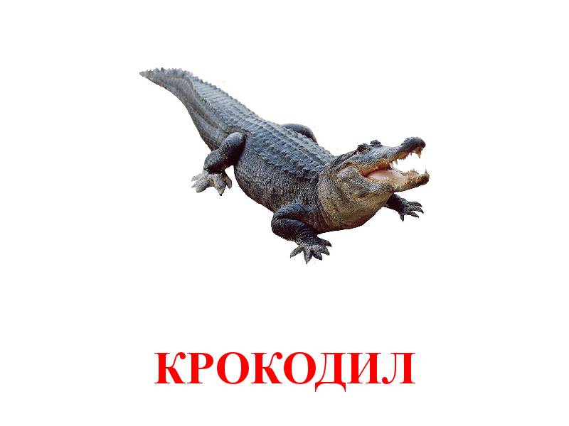 Крокодил на английском. Карточки Домана крокодил. Крокодил карточка животное. Карточки животных для детского крокодила. Карточки для крокодила для детей.