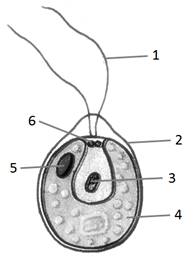 Хламидомонада рисунок 5 класс