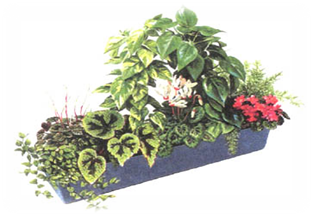 http://homeplants.narod.ru/Pic/G2p18.jpg