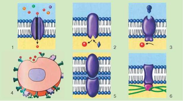 Картинки по запросу транспорт веществ через плазматической мембраны