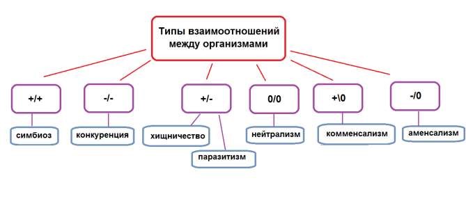 Соотнесите картинки и тип биотических взаимоотношений