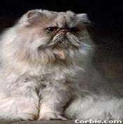 Персидская кошка