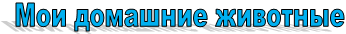 Мои домашние животные