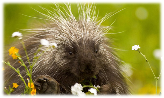 http://images.forwallpaper.com/files/thumbs/preview/34/341282__porcupine-amongst-the-wildflowers_p.jpg
