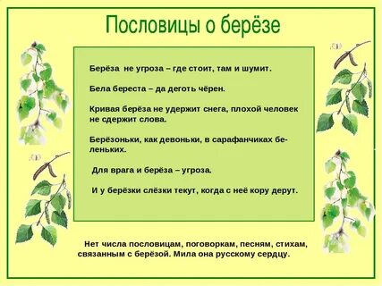 Нет числа пословицам, поговоркам, песням, стихам, связанным с берёзой. 