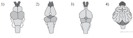 На каком из рисунков изображен головной мозг млекопитающего