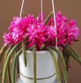 http://floral-carnival.ru/img/aporocactus.jpg