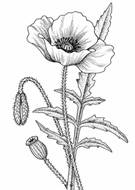 how to draw plants - Google Search | Цветочные раскраски, Цветочное  искусство, Маки картины