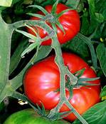 275px-Tomatoes-on-the-bush.jpg