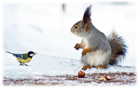 http://www.catsmob.com/post/2012/04/00779/squirrels_057.jpg