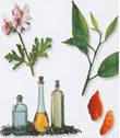 http://t3.gstatic.com/images?q=tbn:Som7yFLggg8grM%3Ahttp://spicey99.com/wp-content/uploads/2009/08/aromatherapy.jpg