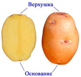 ГДЗ Биология 5 - 6 класс (Линия Жизни) Пасечник. Строение клубня Номер 1