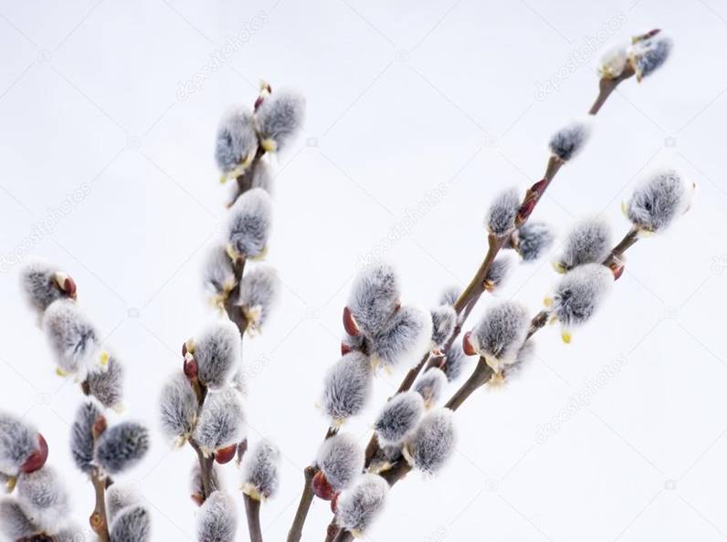 https://st.depositphotos.com/1206014/2309/i/950/depositphotos_23093064-stock-photo-beautiful-pussy-willow-flowers-branches.jpg