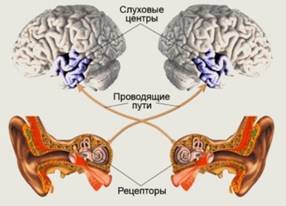 слуховой анализатор