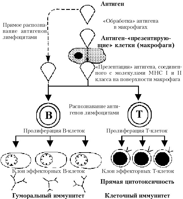 &Scy;&khcy;&iecy;&mcy;&acy; &icy;&mcy;&mcy;&ucy;&ncy;&ocy;&gcy;&ocy; &ocy;&tcy;&vcy;&iecy;&tcy;&acy;